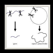 Hiervoor hebben het gen en de plasmide dezelfde knip sequenties nodig. Deze specifieke DNA sequenties worden herkent door restrictie enzymen, die het DNA door knippen.