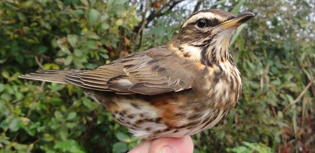 4. Ringvangsten. Staatsbosbeheer terrein Marswâl aan noordoever Tjeukemeer (De Fryske Marren). Vogelsoort R T ET 1kj C N Opmerkingen Goudhaan 8 8 8 Na 09.