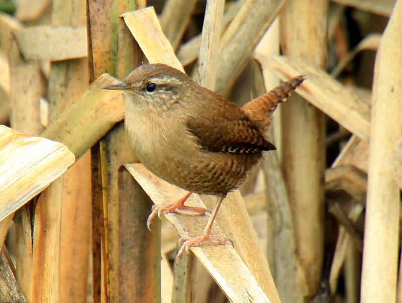 Foto Huib van Rooij 27 oktober 2016. Na weer een zwakke winter (2015-2016) worden er in oktober meer winterkoningen gevangen, zouden er ook noordelijke doortrekkers tussen zitten?