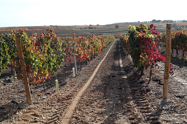 productiecapaciteit te genereren. 3 jaar later volgde een nog grotere uitbreiding. In totaal telt de winery 3 verdiepingen. Wijngaarden De ruim 125 ha wijngaarden zijn verdeeld in 42 percelen.