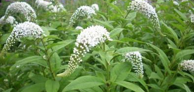 Amelanchier lamarckii Echinacea White Swan PELIKAANSTRAAT witbloeiende vaste