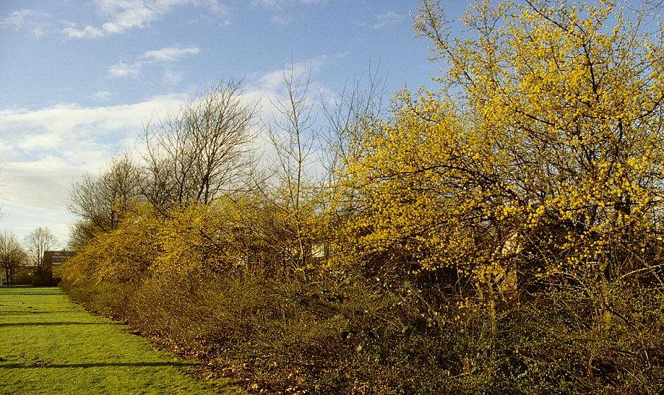 Cornus mas: voor hommels en honingbijen