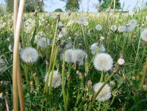 voortplanting Conclusie