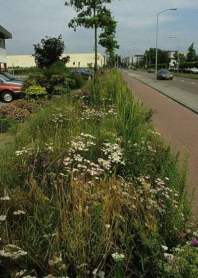 Deze bloemrijke strook is geen onderdeel van bedrijventuinen, maar informeel lijkt het wel zo.