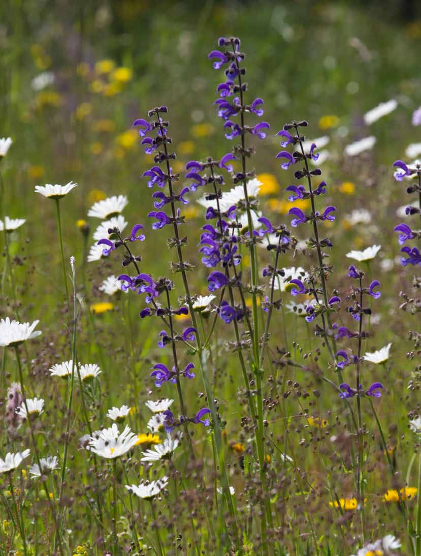 4. BLOEMENWEIDEMENGSELS Margriet, Bevertjes en Veldsalie