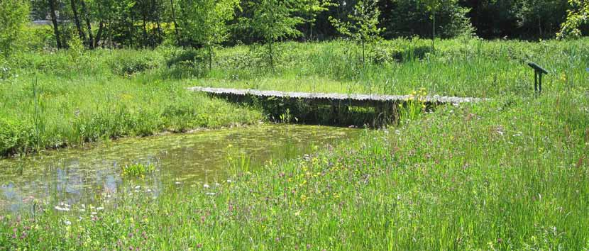 Bloemrijk graslandmengsels Aanleg en beheer Een bloemrijk grasland bevat naast grassen ook veel meerjarige bloemen.