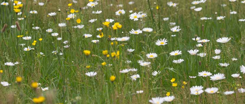 M1 Eenvoudig, middelhoog bloemrijk graslandmengsel voor alle grondsoorten - eenvoudig bloemrijk grasland - voor alle grondsoorten - voornamelijk vaste soorten - voor een zonnige plek - voor bloemrijk