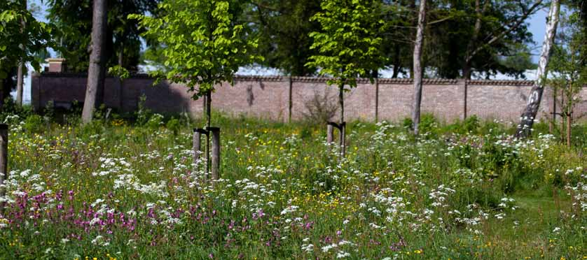 Onderbegroeiing aanleg en beheer Een kruidachtige onderbegroeiing vormt een essentieel onderdeel van een houtige begroeiing.