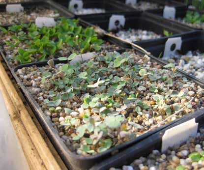 Opkweken van wilde plantenzaden Algemene zaai-instructies Zaaiadvies Zaden zijn ingenieuze wondertjes der natuur.