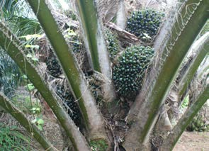 Vooral in de volgroeide plantages in Noord- Sumatra en in Bengkulu was er een vlotte rijping van de trossen. Over het volledige boekjaar verwacht Sipef een algemeen betere productie.