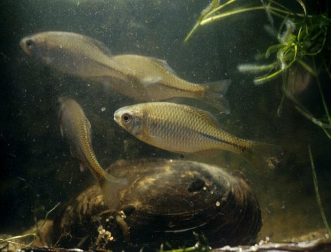 Effecten op vissen Kunnen ook voedsel zijn voor vissen Benthos moeilijk