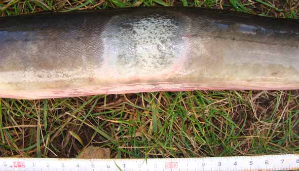Figuur 35 toont in detail een zware kneuzing met verkleuring op de flank van een paling.