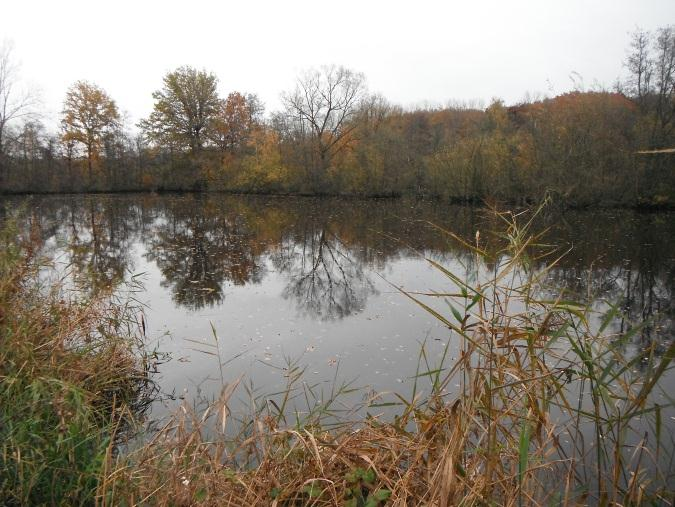 De vijver is grotendeels beschoeid met houten damwand. Emerse vegetatie is vrijwel niet aanwezig. Van de vijvers te Blaasveldbroek zijn in totaal 5 vijvers bemonsterd (vijvers A t/m E).