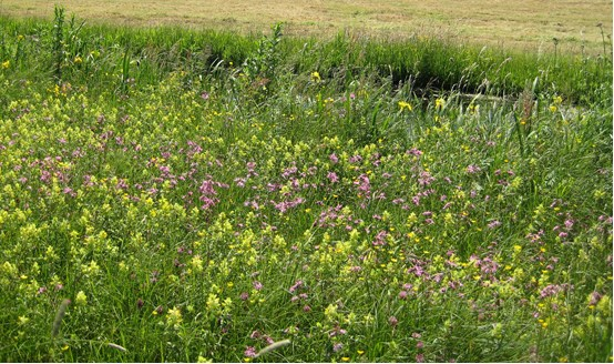 N: 10.02 Vochtig hooiland Valt onder: Drasland Beheervergoeding N: 10.02 Vochtig hooiland: de beheervergoeding per hectare per jaar is opgenomen in de bijlage Beheervergoedingen.