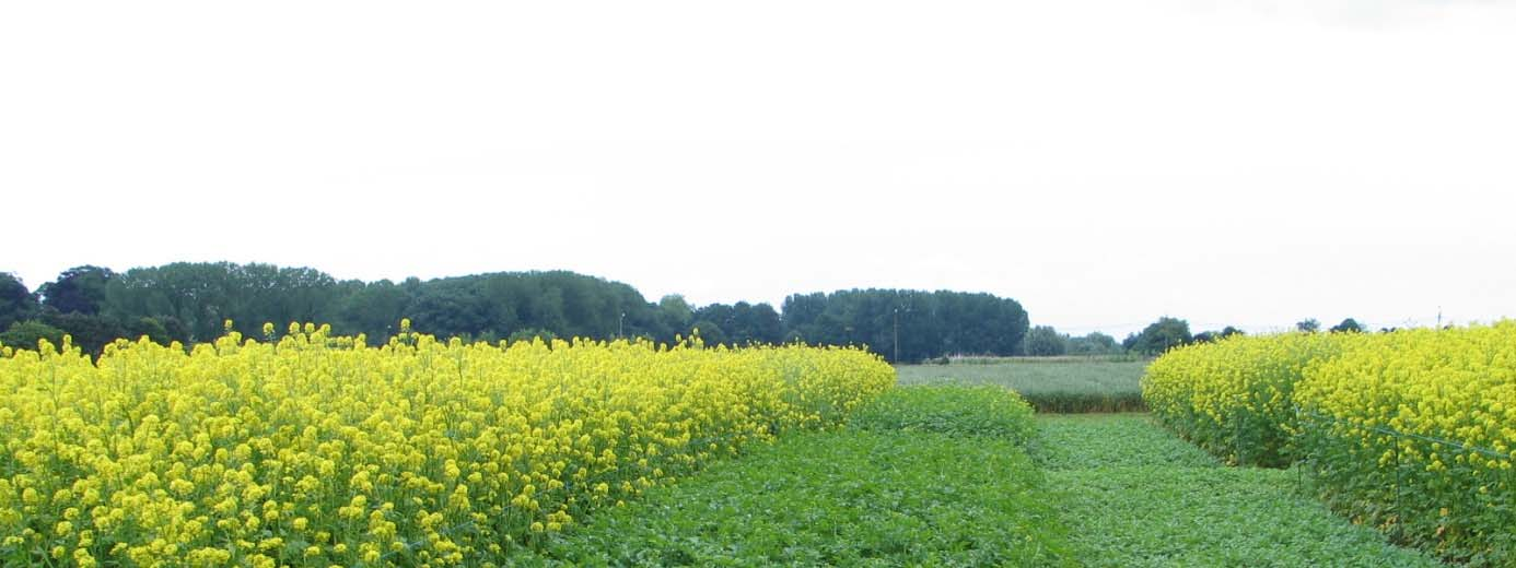 Foto 2: Ras Rumba bij 3 zaaitijdstippen (T1-T2-T3) op 20/06/2013 Belangrijker dan de datums zelf was het tijdsverloop tussen de verschillende gewasstadia; nl.