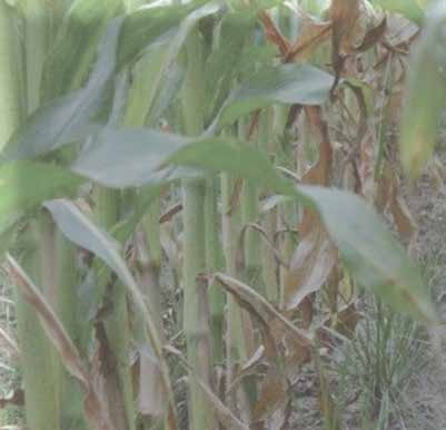 Groenbemester en mais gelijk Proterra Maize verdraagt onkruidbespuitingen in dekvrucht mais. Proterra Maize is een vanggewas dat gelijktijdig met mais wordt gezaaid.