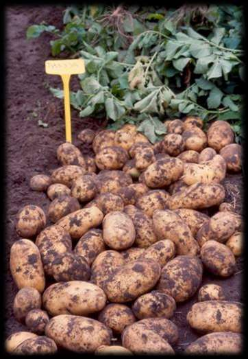 Smaakvolle aardappelen Kalium verbetert de bewaarbaarheid van