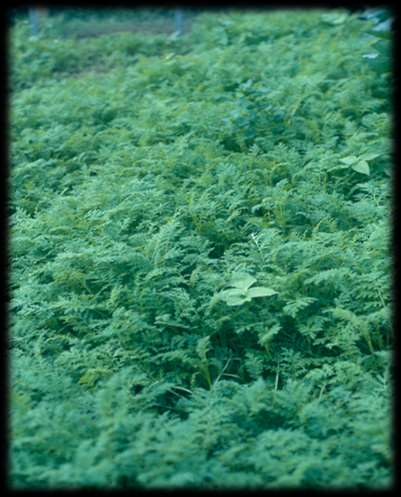 Buitenbeentje: phacelia Bosliefjesfamilie. Geschikt voor alle gronden.