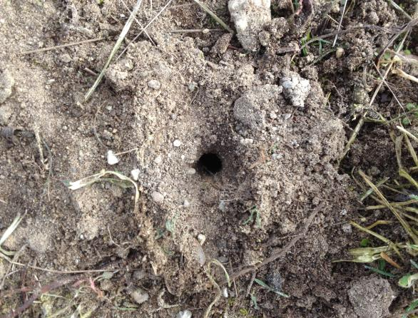 De bomen zijn gemiddeld 25 jaar oud. Binnen het plangebied zijn geen bijzondere (gevoelige) plantensoorten gevonden.