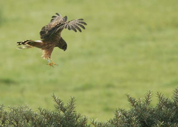 De Blauwe Kiekendief komt ook landelijk gezien vrijwel uitsluitend op de Waddeneilanden voor. Binnen Nederland was de Oostvaardersplassen lange tijd een tweede brongebied.