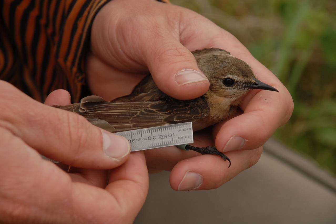 3.2. Methode Het onderzoek is uitgevoerd in de belangrijkste resterende Tapuitbolwerken in de vastelandsduinen van Noord-Holland: het Noordhollands Duinreservaat (NHD) en de duinen van de Noordkop,