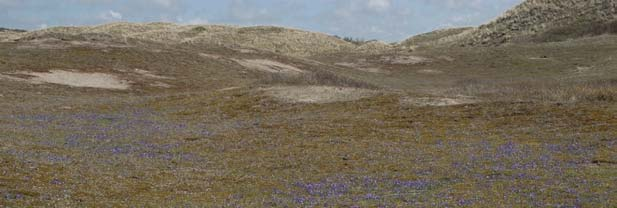1. Inleiding Figuur 1 Voorjaar in een zeldzaam geworden oorspronkelijk duingrasland: massale bloei van Duinviooltjes (foto Remco Versluijs) Het duinlandschap zoals we het nu kennen is sterk beïnvloed
