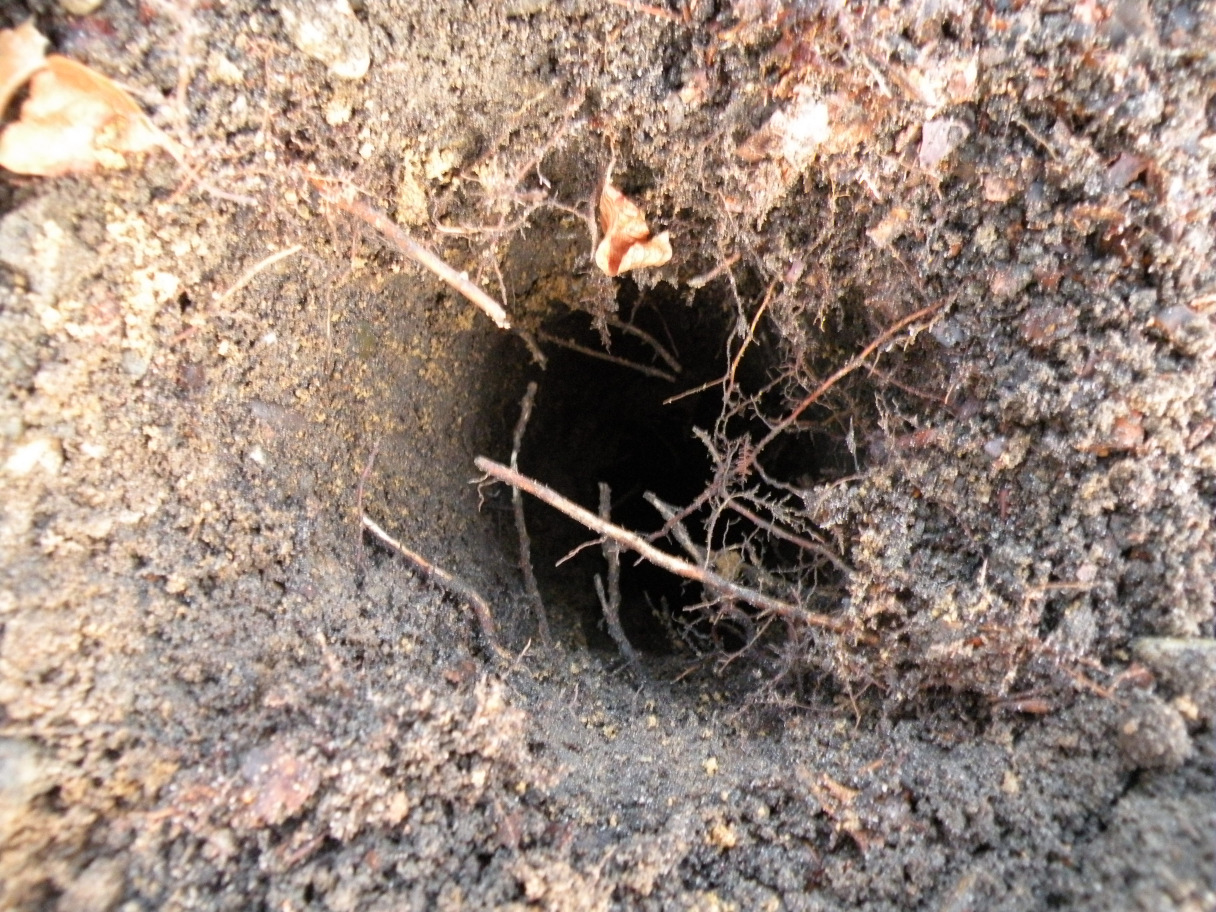 De bomen 2 en 3 hebben een éénzijdige beworteling door de aanwezigheid van het hotelgebouw.