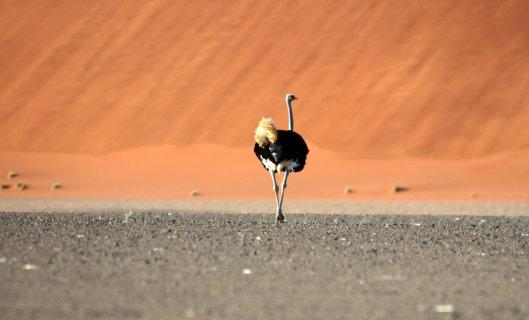Dag 7 & 8 : Lüderitz- Namib Desert Sossusvlei Regio (OA - ca 260km) Doorheen een indrukwekkend landschap van woestijnvlaktes rijdt u naar de omgeving van Sossusvlei, waar de hoogste zandduinen van de