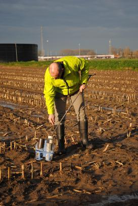 3 Groenbedekkers, een geducht wapen binnen MAP5 Doordat groenbedekkers stikstof opnemen uit de bodem, wordt het verlies van bodemstikstof gedurende de winter beperkt.