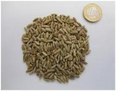 5.1.4 Snijrogge (Secale cereale) Rogge kan ingezaaid worden vanaf augustus tot eind oktober.