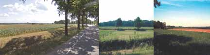 In en om (voormalige) kleiputten, ontstaan door ontgrondingen, vindt natuurontwikkeling plaats, met bijbehorende pioniersoorten.