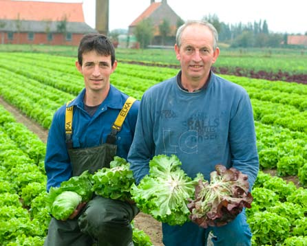 Victorinus heeft die resistenties wél, daarom plantten we dit seizoen bij elke teeltronde 2.