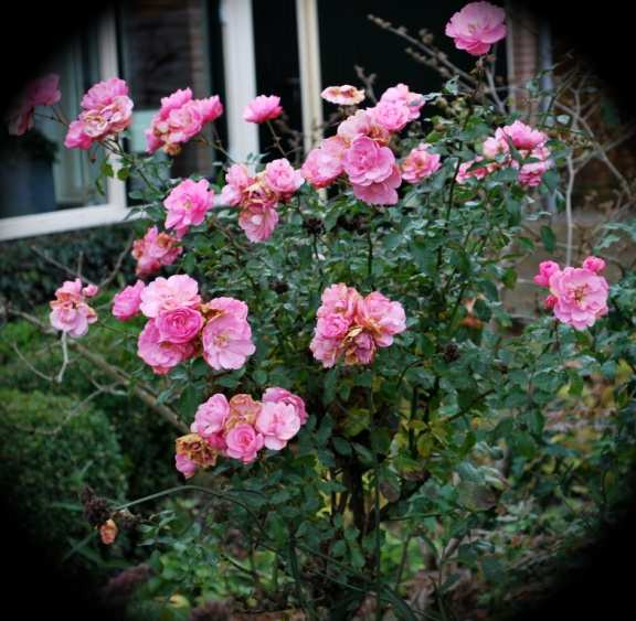 Stamroze As n koninginne stiet ze in mien veurtuin en tussen kale struken en of-evallen blad hangt ze zwoar van bloemen oaver et verweerde pad.