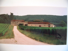 4. Teeltwijze op twee verschillende bodems Een groot deel van de wijnstokken is geplant op de oude aanslippings gronden die terrassen en heuveltjes vormen boven de Lot alsook langs de rivier maar nog