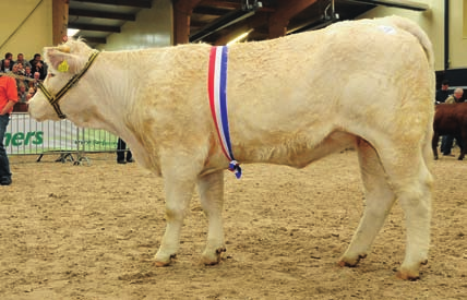 Ik zoek complete dieren, verduidelijkte Rambert toen hij Celina aanwees als kampioene pinken. Beenwerk, lengte, ontwikkeling, breedte in het bekken en passende bespiering in de achterhand.