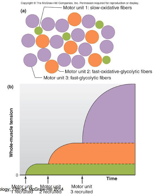 Maar 1 motor axon activeert meerdere spiercellen. 1. Langzame oxidatieve spiervezels als eerste geïnnerveerd, omdat deze lang aanhouden.