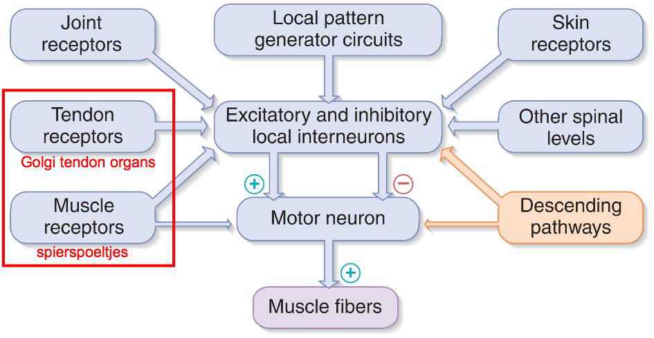 Belangrijke receptoren Spierspoeltjes: (intrafusale spiercellen) monitoren van spierlengte ZITTEN IN DE SPIER Hierom heen lopen