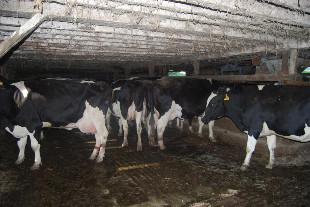 Dry Cow and Sick Cow Pens Bedded 2x/week Poor ventilation Pasture at night