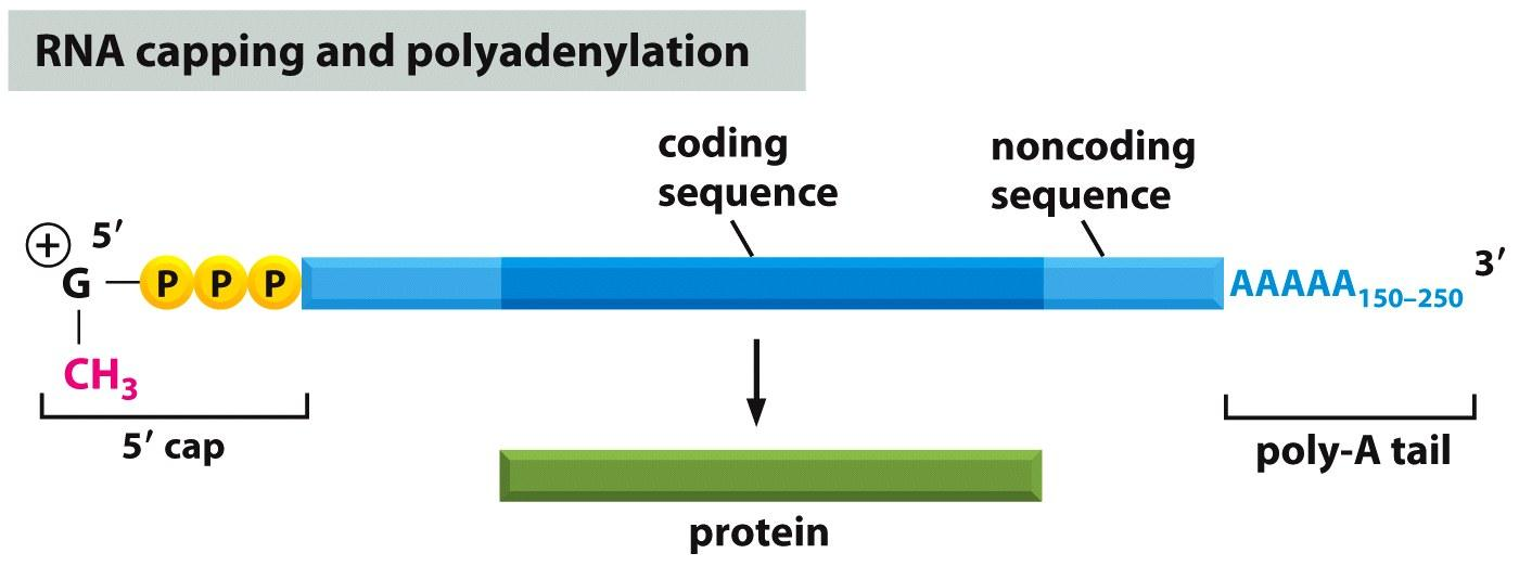bepaalt bij de eiwitsynthese. De informatie van een codon wordt vertaald naar de toevoeging van een aminozuur aan het eiwit. De code is degeneratief, 64 tripletten coderen voor 20 aminozuren.