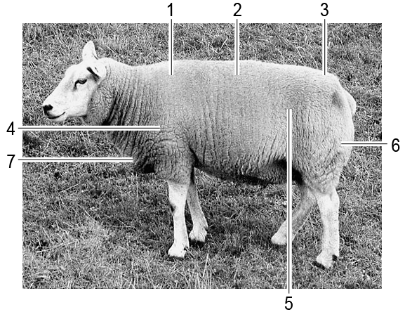 landbouw en natuurlijke omgeving 2011 dierhouderij en -verzorging productiedieren CSPE KB minitoets bij opdracht 1 variant a Naam kandidaat Kandidaatnummer Meerkeuzevragen - Omcirkel het goede