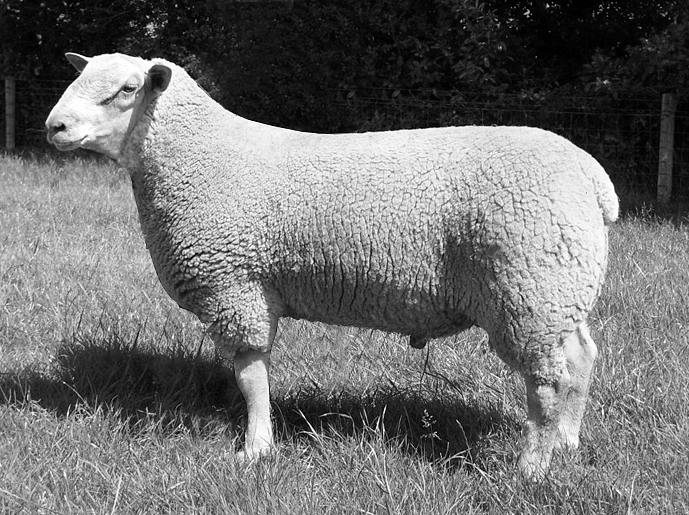 B C Een schapenhouder fokt vanuit zijn koppel Vlaamse ooien (Vl) in twee