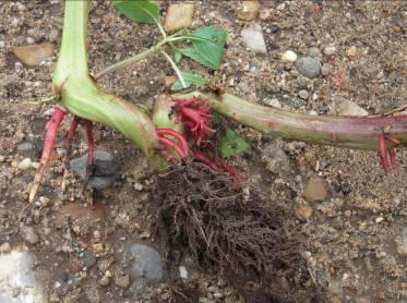 Een onvoorzien probleem was dat de planten vanaf juli tot augustus zeer snel bloemen vormden. Het was bijgevolg zeer belangrijk om direct en regelmatig te kunnen ingrijpen.