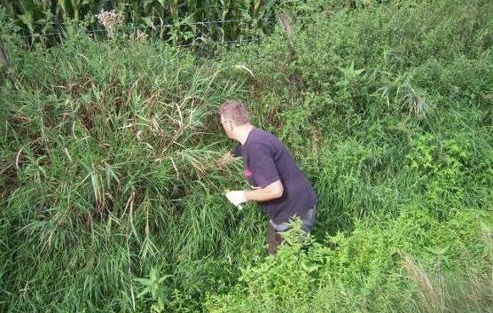 Aanvankelijk was dit elke veertien dagen nodig, maar vanaf augustus tot september wekelijks. Een piek met een vrij explosieve opkomst was eind augustus op te merken.