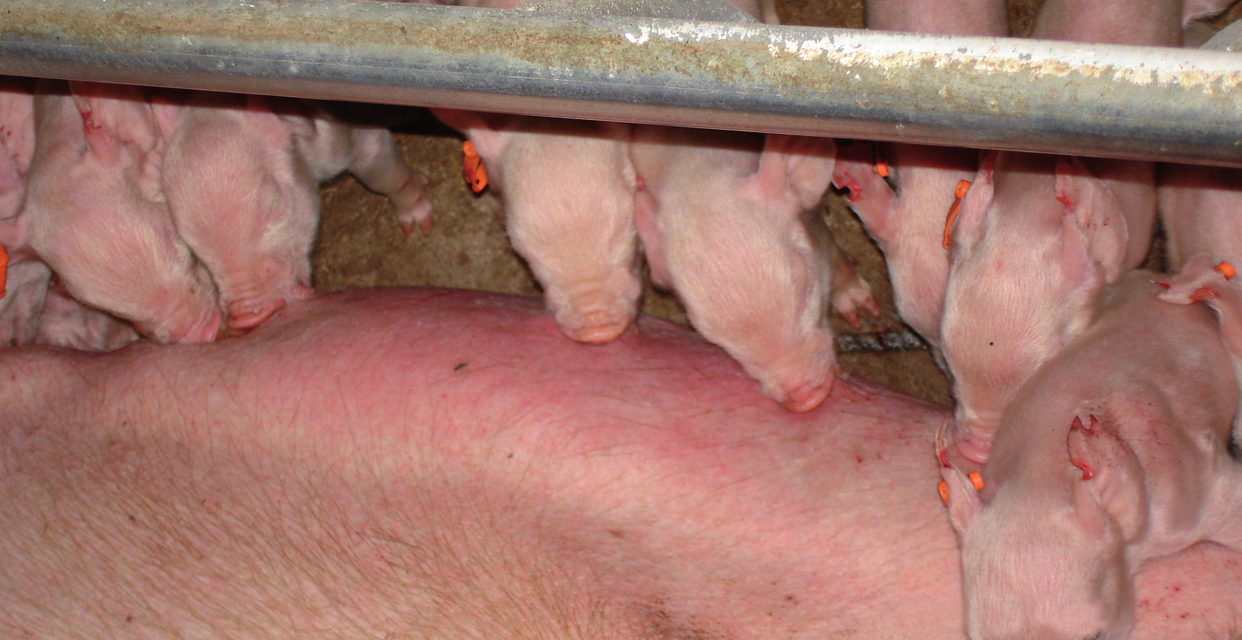 Haal voordeel uit het beste varkensfokkerijprogramma van de wereld; de weg naar een economische varkenshouderij en de beste vleeskwaliteit DanBred vertegenwoordigt het meest efficiënte en best