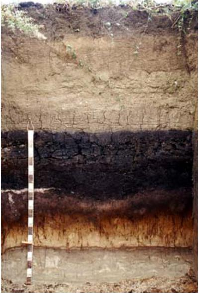De ontwikkeling van een bodemprofiel is een proces van duizenden jaren onder specifieke omstandigheden.