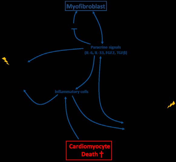 De diagnostische methoden en de behandelingsopties voor cardiovasculaire (CV) ziektes zijn de afgelopen decennia sterk verbeterd en de mortaliteit ten gevolge van CV ziektes is daardoor gestaag