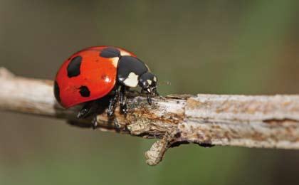 20 Brakona jaarboek 2010 Foto 10: Het Schitterend lieveheersbeestje (Coccinella magnifica), een lieveheersbeestje dat vaak bij koepelnesten van mieren te vinden is, komt voor in.