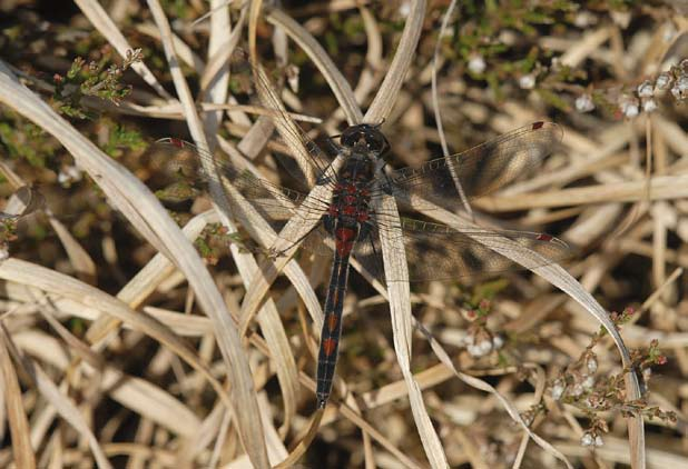 Brakona jaarboek 2010 25 terjuffer Sympecma fusca). Er is dus nog een waardevolle en voor Vlaams-Brabant unieke libellenfauna van (uitdrogende) vennen aanwezig.