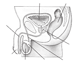 Verwijderen van de prostaat met de Da Vinci operatierobot (radicale prostatectomie) Polikliniek Urologie, route 2.