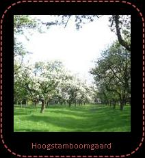 Aanleg en beheer : Zie informatievellen in de bijlage Cultuurhistorische waarde Al vele eeuwen wordt in Nederland fruit geteeld in hoogstamboomgaarden.